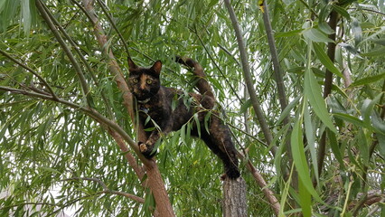 Tortoise Shell Calico Cat Climbing a Mature Willow Tree