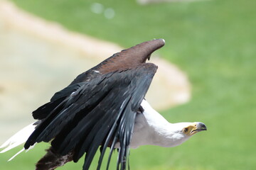 A bald eagle in flight hunts over a field, close-up of a beautiful wingspan and fixed gaze
