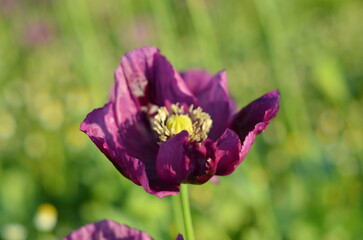 A close-up view of a blooming field of purple poppies in the Czech countryside, illuminated by beautiful soft morning light. The delicate petals and vibrant colors create.