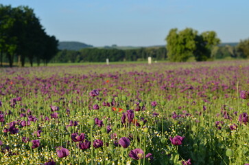 A close-up view of a blooming field of purple poppies in the Czech countryside, illuminated by beautiful soft morning light. 