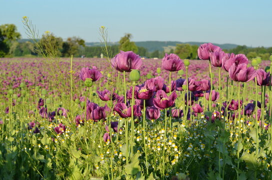 beautiful relaxing background purple poppy flowers, field, nature, relax, beauty, healthy style, summer