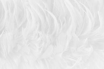 Beautiful white grey bird feathers pattern texture background.