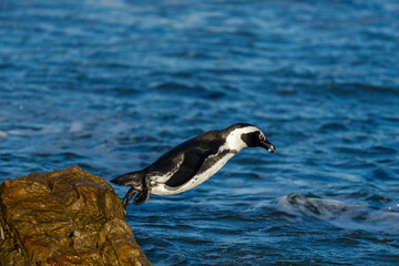 African penguin (Spheniscus demersus), or Cape penguin or South African penguin jumping into water. Stony Point Nature Reserve. Betty's Bay.  Western Cape. South Africa