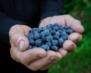 Blueberries (Vaccinium corymbosum) in the hands of a man