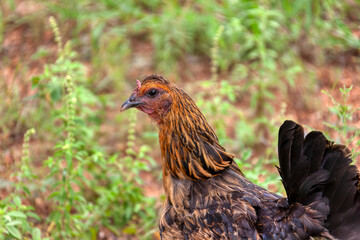 farm organic setswana chicken grown in the village in africa