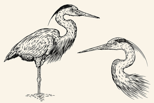 Hand drawn grey heron bird in sketch style. Monochrome vector illustration isolated on white background.