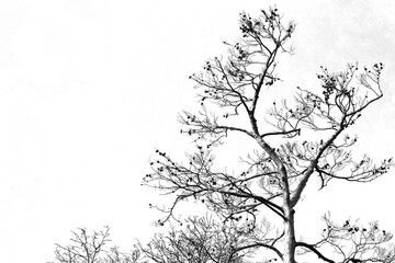 Conifer pine tree on white sky background. Black and white photo. Copy space. Silhouette.