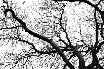 Leafless tree branches in front of white sky background. Wallpaper. silhouette. No people. 