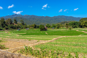 Paddy fields in the valley of the Thanon Thong Chai range, the Thai Highlands in the north-west. On the motorcycle tour of the Mae Hong Son Loop. A famous ride through the mountains 