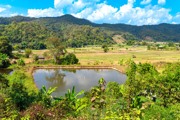 Obraz premium Paddy fields in the valley of the Thanon Thong Chai range, the Thai Highlands in the north-west. On the motorcycle tour of the Mae Hong Son Loop. A famous ride through the mountains 