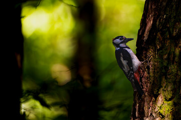 woodpecker