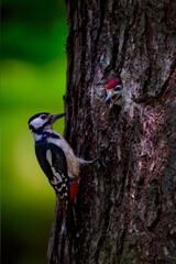 woodpecker