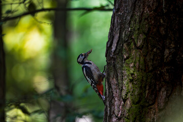 woodpecker