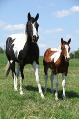 Obraz premium Beautiful paint horse mare with its foal