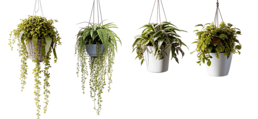 Office plants in a hanging planter. Isolated design element on the transparent background.