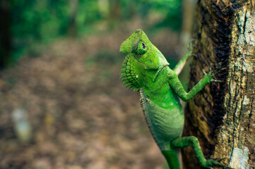 A green chameleon perched on a tree
