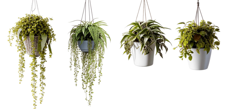 Office plants in a hanging planter. Isolated design element on the transparent background.