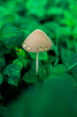 mushrooms and dew in the morning that grow among the grass