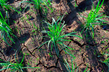 New rice plants grow in dry, cracked soil