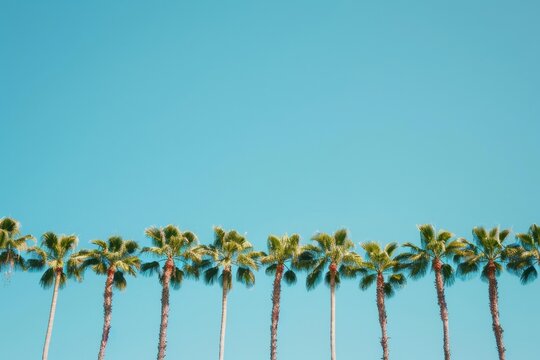 Palm Trees USA. Tropical Paradise: Rows of Palm Trees Against Blue Sky in Boca Raton, Florida