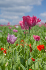 field of poppies, opium poppy, germerode in north hesse