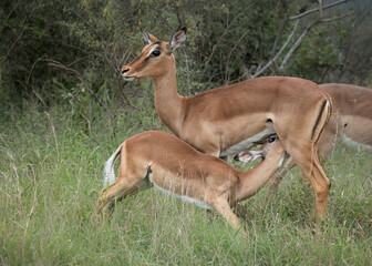 A mother Impala ewe allows her calf to suckle while she remains fully alert to any potential dangers in their thornveld and grassland habitat in a game reserve in South Africa.