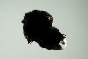 Froschperspektive perspektive meerschweinchen Rosette froschperspektive tier