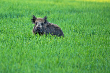 Wild boar