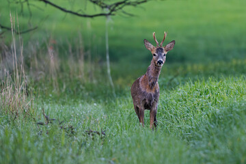 roe deer