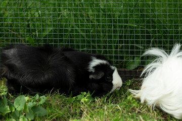 Meerschweinchen rosette tier Nager
