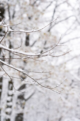 Snow Covered Tree Branches In A Winter Forest