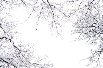 Snow Covered Tree Branches In A Winter Forest