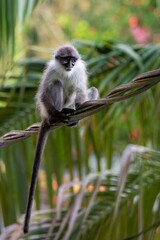 A White-thighed surili (Presbytis siamensis) with a very long tail sitting on a tree branch, in Fraser's Hill, Malaysia (Malay Peninsula). Blurred green background.