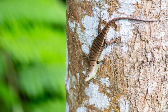 A Common Sun Skink (Eutropis multifasciata) perching on a tree in the forest in Malaysia (Malay Peninsula). Blurred background.