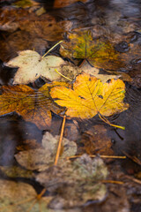 Wet Autumn Leaves on Dark Pavement. recent rain, with water droplets clinging