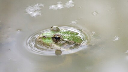 frog in water macro photo of a green frog in a swamp