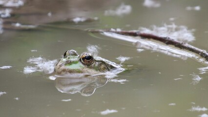 frog in water macro photo of a green frog in a swamp