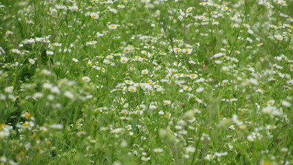 Fototapeta premium field of daisies. small beautiful daisies in the grass