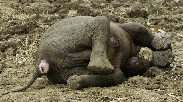 Lion's prey: Dead elephant baby on sandy ground. The body is still intact and not rotten yet. Obviously killed shortly before. The base of the tail has cracks - indication of predator's attack.