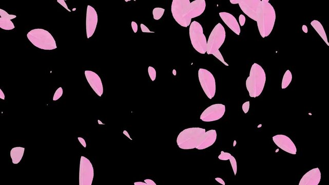 cherry blossom flower petals falling down particle background