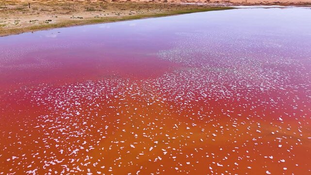 Aerial shot overhead the pink and orange water in Wulan Lake in Tengger Desert, China. Dunaliella salina is the most halophilic (salt-tolerant) alga known and can grow in salinity as high as 35%