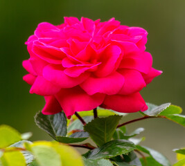 Beautiful red rose in the park