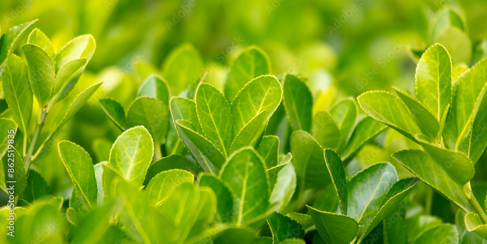 Wall mural green leaves on a tree in nature