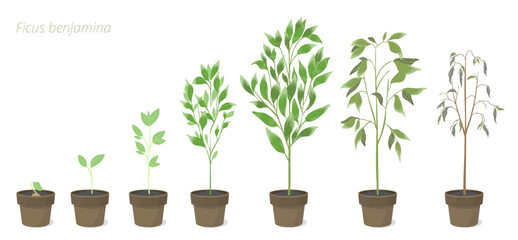 Vector Illustrations of Ficus benjamina Flower Growth in a pot. Caring for house plants. Flower lifecycle.