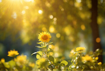 Sunflowers field at sunny summer day