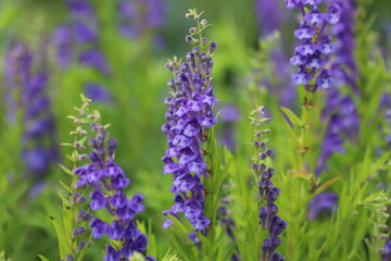 Baikal skullcap, scutellaria baicalensis, medicinal plant.