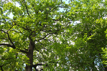 green leaves of tree