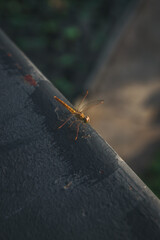 A yellow dragon fly perched on a railing in the morning light