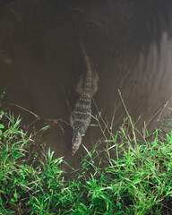 A huge lizard swimming in a murky lake in Thailand.