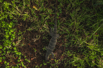 A Komodo dragon in the grass